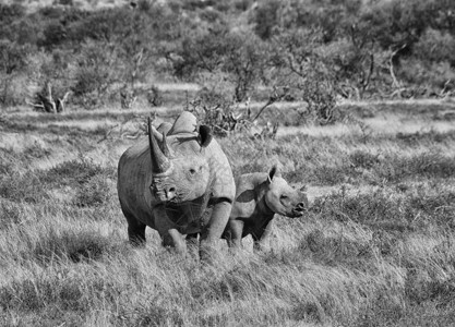 一位黑人Rhino母亲和她6个月在南部非洲热图片
