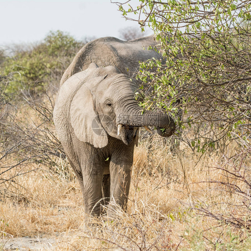 非洲大象在纳米比亚热带草原图片