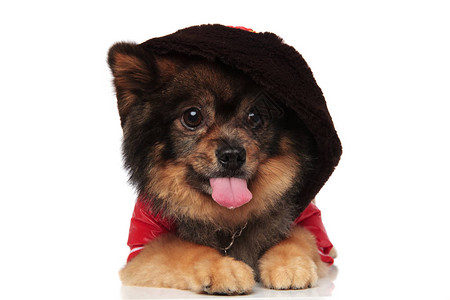 穿着连帽衫和红色夹克的滑稽小狗吐口水躺在白色背景上舌头图片
