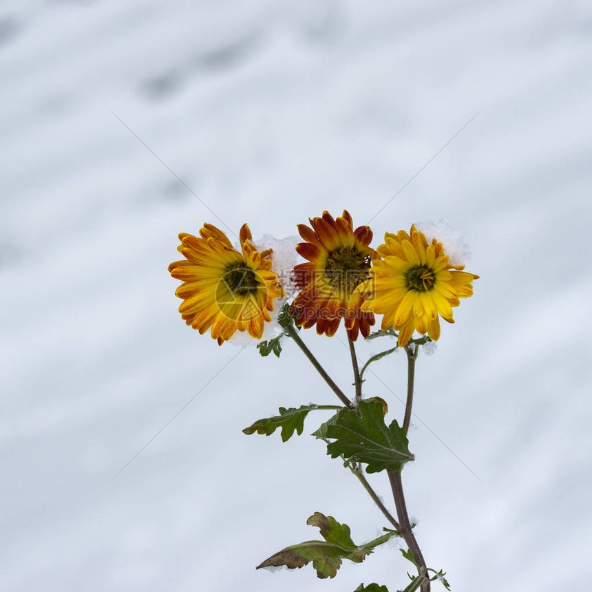 在雪压下冬季花园的花朵中图片