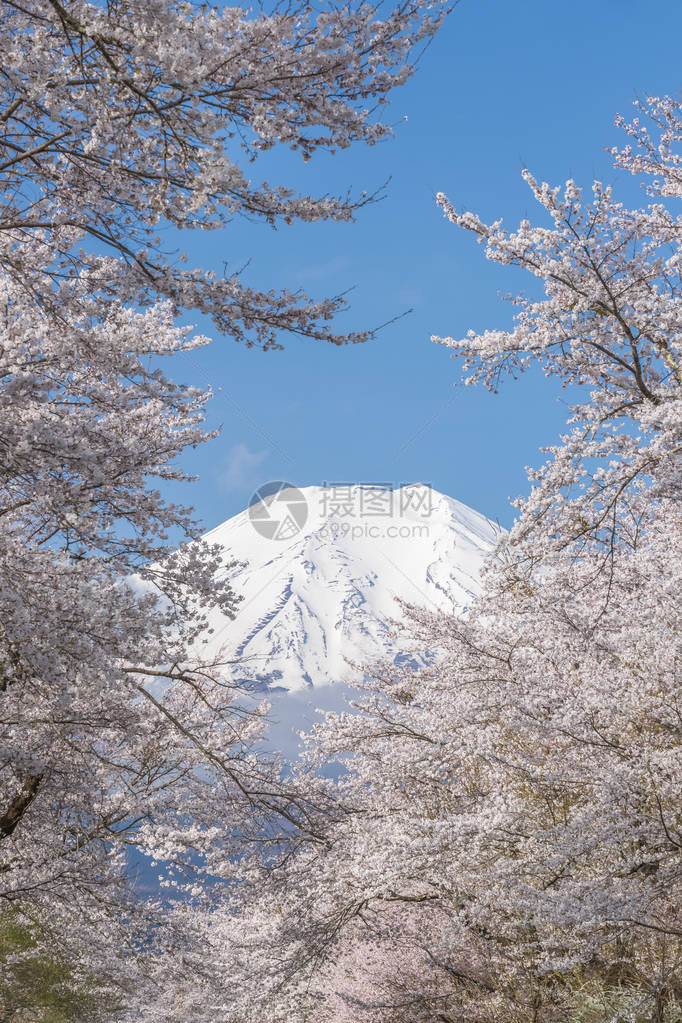 春季忍野八海的樱花树和富士山图片