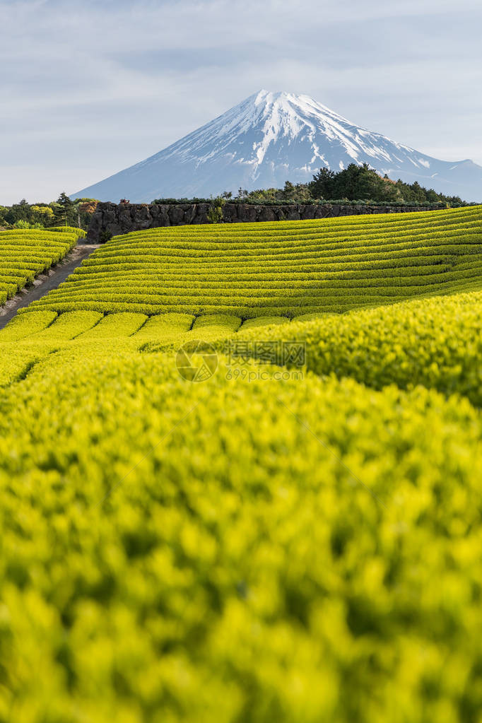 静冈县春天的茶园和富士山图片