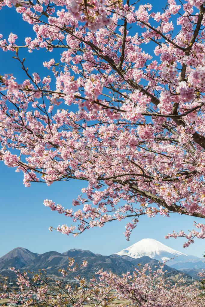 春天的日本樱花和富士山图片