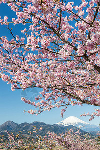 春天的日本樱花和富士山图片