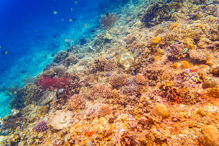 珊瑚礁和热带海洋中的鱼水下图片