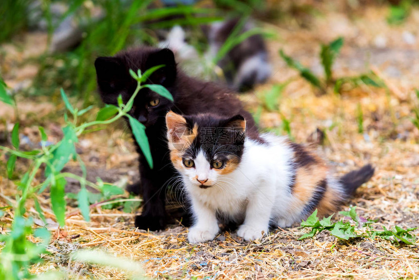 两只小毛猫在院子里玩耍咬着绿草健图片