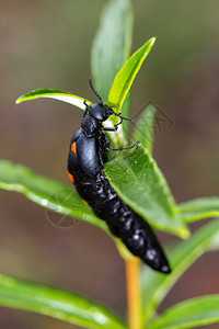 其自然环境中的Coleoptera图片