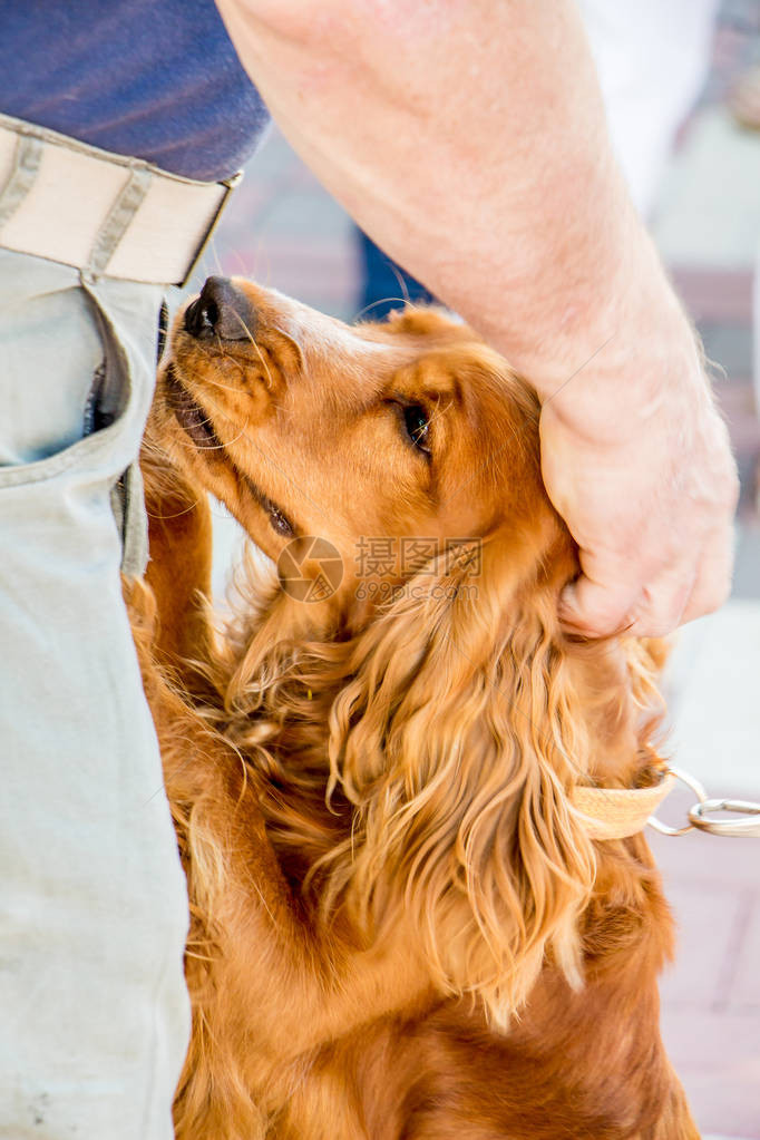 一个男人爱抚他心爱的狗在他的主人附近的狗可卡犬狗表现图片