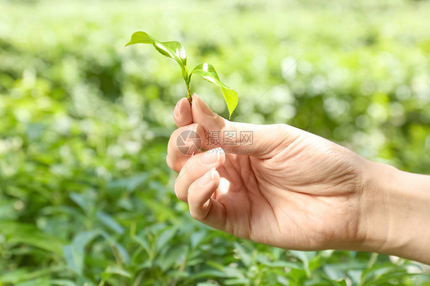 在模糊背景下持有茶叶厂绿图片