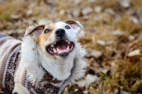狗杰克罗素梗犬穿着外套抬头带着微笑的有趣狗图片