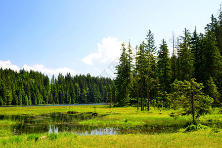 德公园巴伐利亚森林的莫瑞恩湖格图片