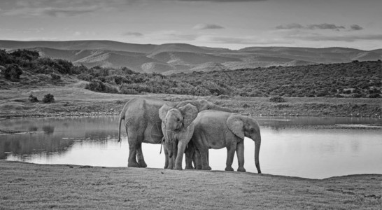 一个非洲大象站在南部非洲一个自图片