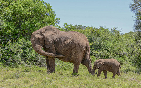 一位非洲大象母亲停下来让小牛在走图片