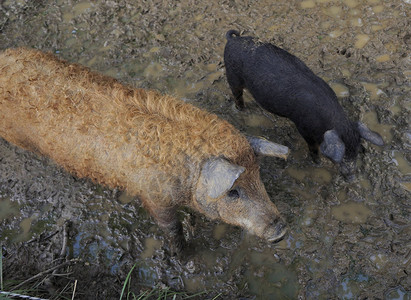 两头蒙加里卡红猪在泥图片