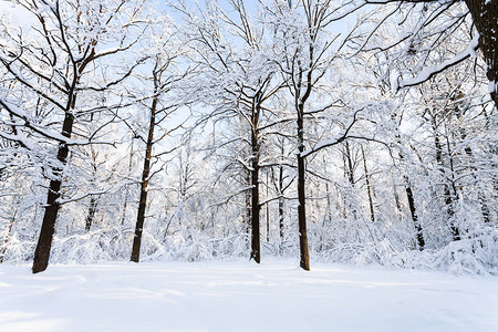 莫斯科市Timiryazevskiy森林公园的雪覆在格图片