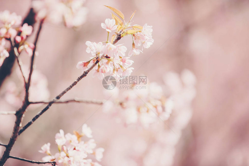 樱花粉红色背景复古风格的樱花图片