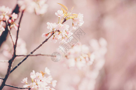 樱花粉红色背景复古风格的樱花图片