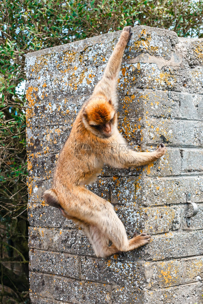 野生雌猕猴的肖像猕猴是英国海外领地最著图片