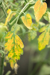 夏季在温室的花园中青番茄成熟高清图片