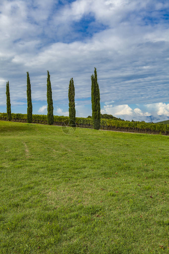 欧洲托斯卡纳的Montalcino农村葡萄园图片