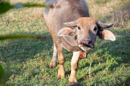 在田野吃草的亚洲动物水牛泰国图片