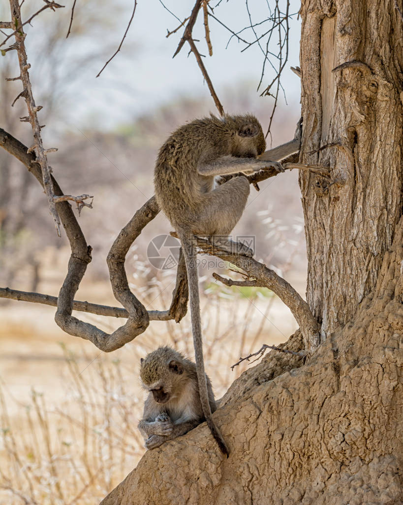 在纳米比亚草原的树荫下放轻图片