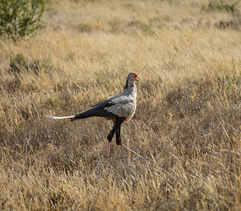 走在南非东开普草原的秘书鸟图片