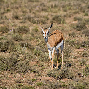 南部非洲草原的少年Springbokant图片