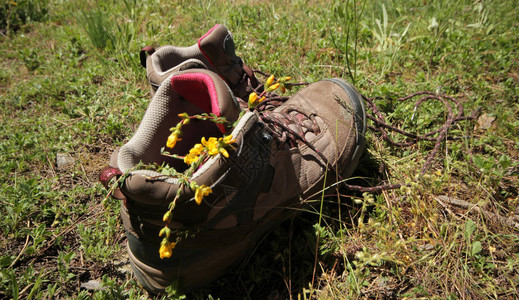 登山鞋上的花背景图片
