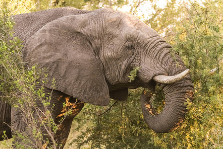 南非狩猎保留地的非洲大型成人大成年大象关于SafariS图片