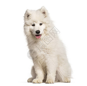 坐在白色背景下的萨摩耶小狗高清图片