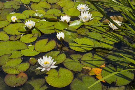 白水Lily图片
