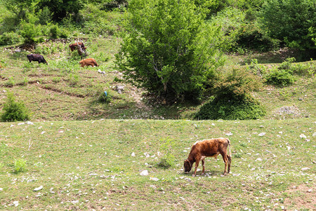 牧牛群放牧在高加索山图片