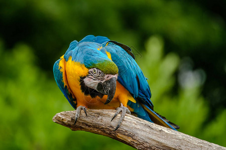 美丽的彩色鹦鹉看到了一些有趣的东西笑声图片