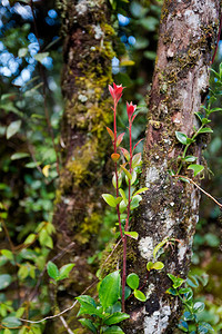 马来西亚公园金马伦高原苔藓森林徒步旅行时拍摄的美丽植物特写东图片