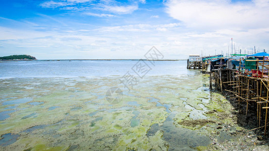 海泥滩与海边的竹村图片