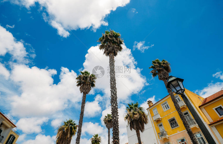在葡萄牙卡塞西捕捉的蓝天空背景上的科斯努西法拉椰子棕榈峰下仰图片