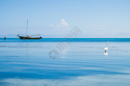 大Egret加勒比海浅水反映图片