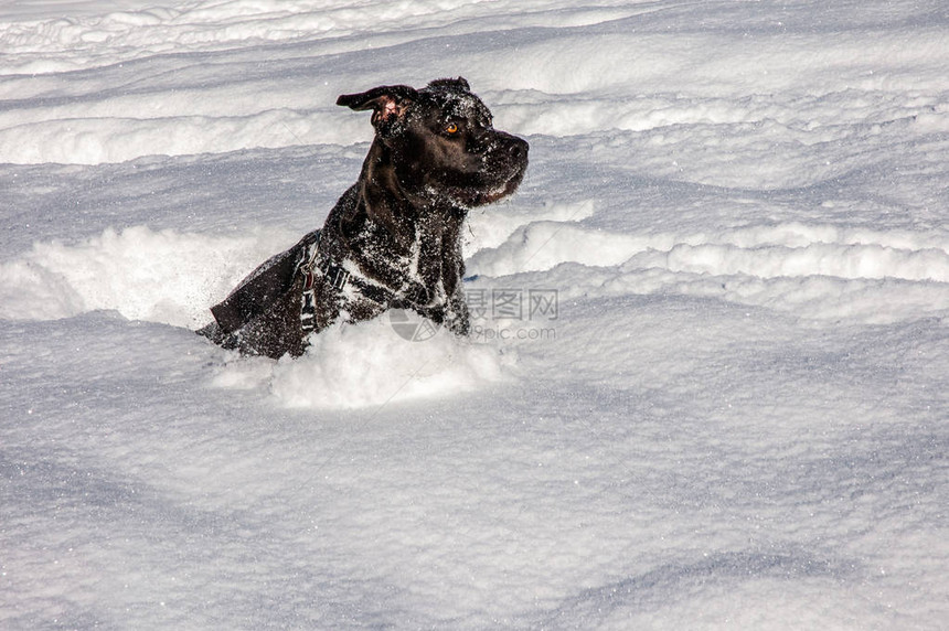 混合品种拉布多波尔多狗在雪中图片