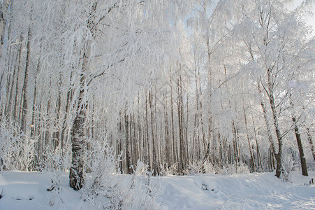 冬雪中的白桦树公园图片