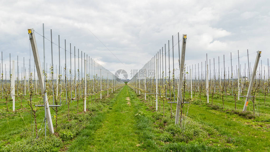 现代水果生产景观荷兰贝图韦岛即为图片