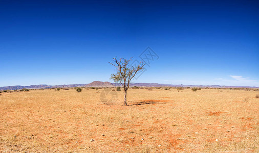 南非北开角干旱图片