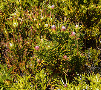 Leucadendronconfiferum鲜花图片