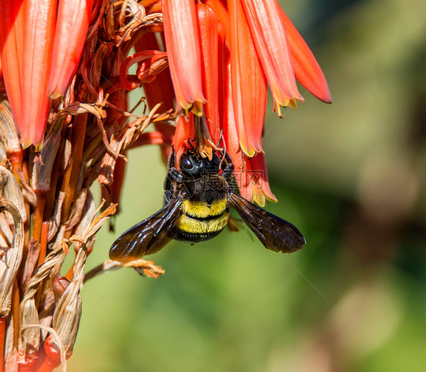 蜜蜂收集非洲南部红Aloe花朵图片
