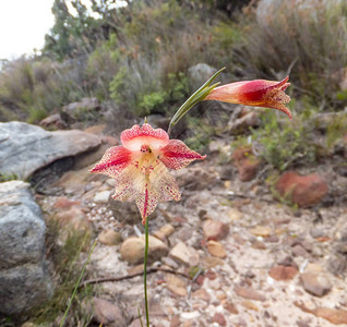 软绵南非开普南部Gladiolusdebil背景