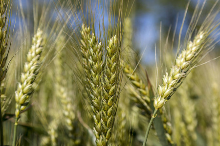 农业优质小麦青年小麦小麦图片