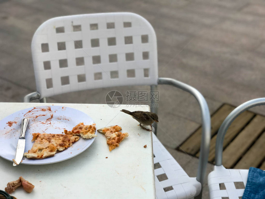 一只饥饿的麻雀鸟在街上一个户外咖啡厅里吃着访客盘图片