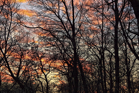 无叶树的暗影在日落之幕下飞快升起的图片