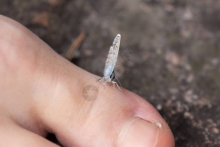 小蝴蝶坐在人的手指上图片