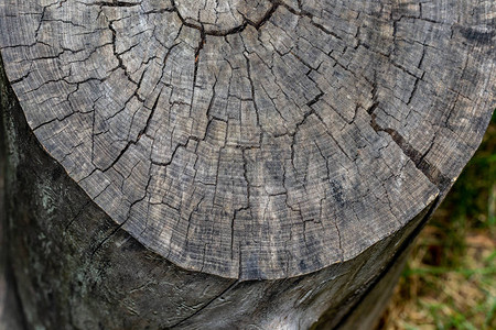 木材纹理背景木树皮特写图片